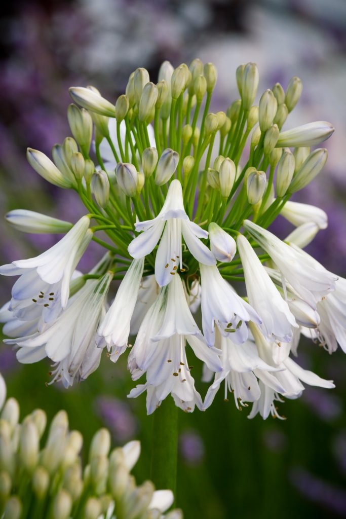 Agapanthus silver lining